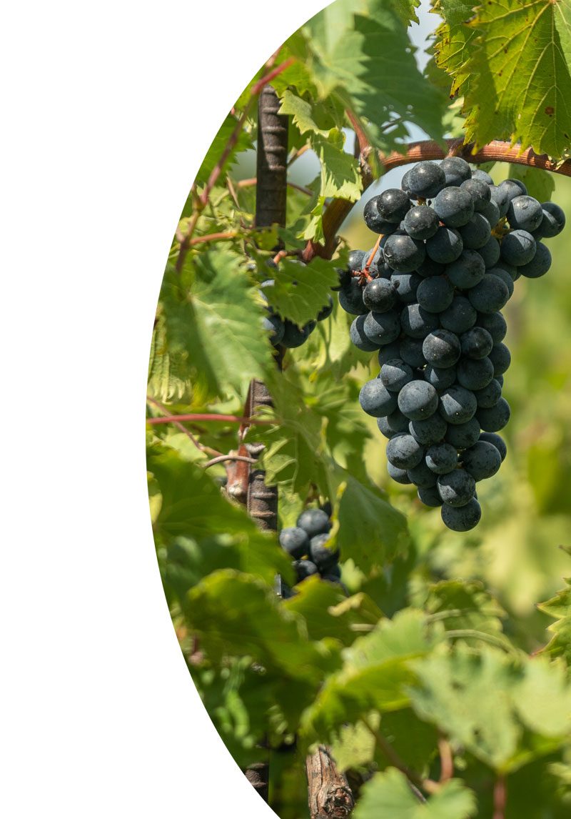 grapes2