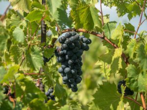 union county grapes on a vine
