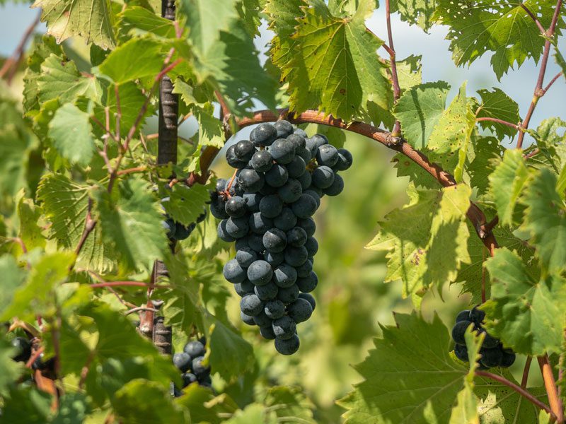 grapes800x600