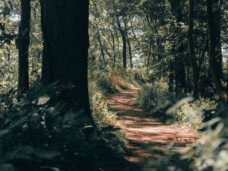 shawnee forest trail