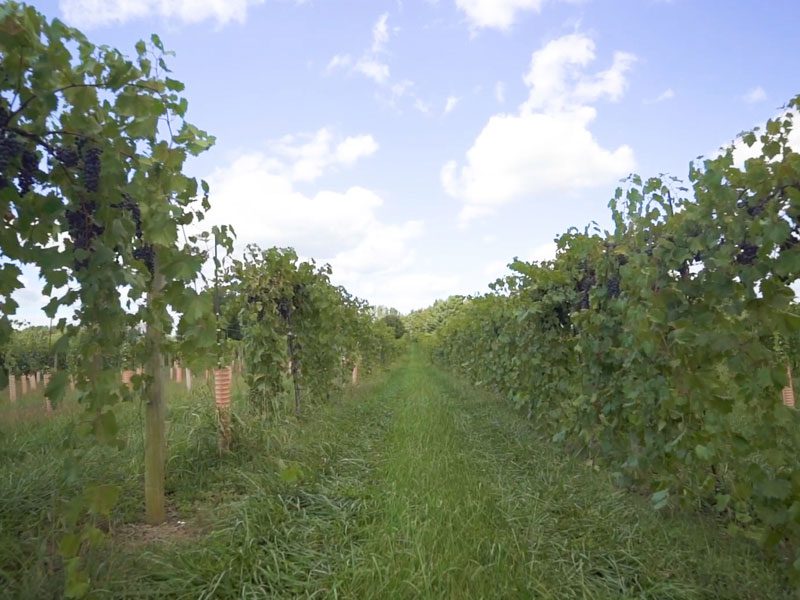 vineyardrow800x600 shawnee hills wine trail vineyard