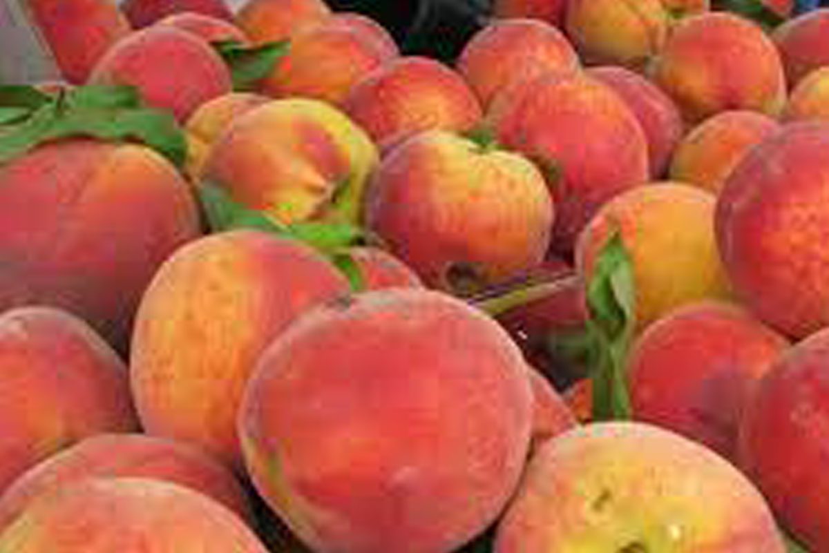 cobden peach festival